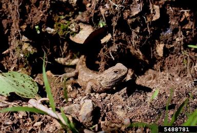 tuatara, Sphenodon punctatus  (Rhynchocephalia: Sphenodontidae) - 5488781