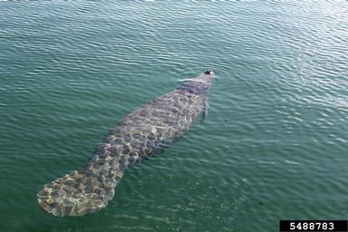 manatee, Trichechus manatus  (Sirenia: Trichechidae) - 5488783