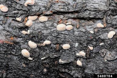 common falsepit scale, Lecanodiaspis prosopidis  (Hemiptera: Lecanodiaspididae) - 5488784