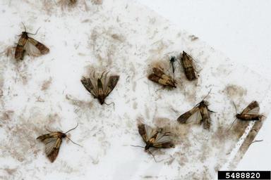 Indianmeal moth, Plodia interpunctella  (Lepidoptera: Pyralidae) - 5488820