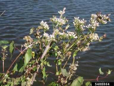 climbing hempweed, Mikania scandens  (Asterales: Asteraceae) - 5488864
