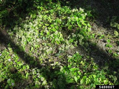 mile-a-minute, Mikania micrantha  (Asterales: Asteraceae) - 5488867