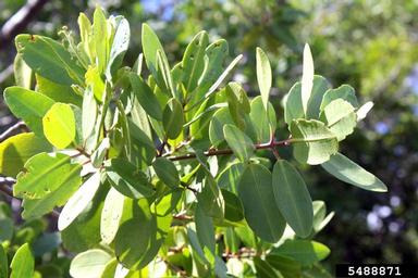 red mangrove, Rhizophora mangle  (Rhizophorales: Rhizophoraceae) - 5488871