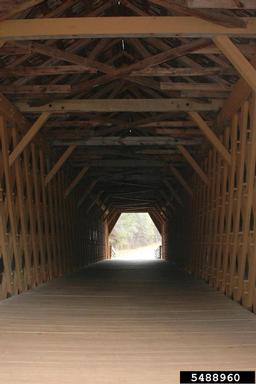 bridge,    - 5488960
