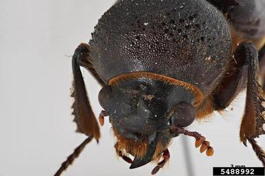 giant palm borer, Dinapate wrightii  (Coleoptera: Bostrichidae) - 5488992