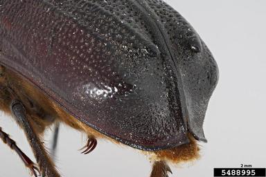 giant palm borer, Dinapate wrightii  (Coleoptera: Bostrichidae) - 5488995