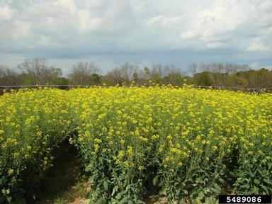 canola, Brassica napus var. napus (Capparales: Brassicaceae) - 5489086