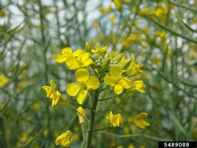 canola, Brassica napus var. napus (Capparales: Brassicaceae) - 5489088