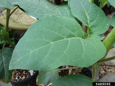 datura, Datura metel  (Solanales: Solanaceae) - 5489095