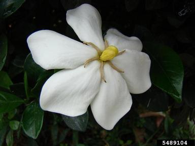 gardenia, Gardenia spp.  (Rubiales: Rubiaceae) - 5489104