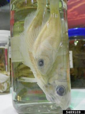 Eurasian ruffe, Gymnocephalus cernuus  (Perciformes: Percidae) - 5489109