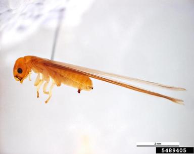 drywood termite, Cryptotermes domesticus  (Isoptera: Rhinotermitidae) - 5489405