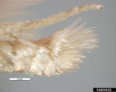 orange tortrix, Argyrotaenia franciscana  (Lepidoptera: Tortricidae) - 5489432