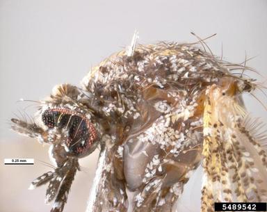 aedeomyia mosquito, Aedeomyia catasticta  (Diptera: Culicidae) - 5489542