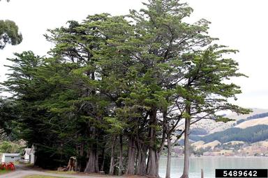 Monterey cypress, Cupressus macrocarpa  (Pinales: Cupressaceae) - 5489642
