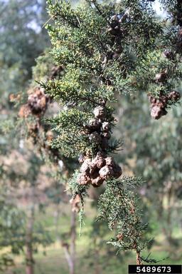 Monterey cypress, Cupressus macrocarpa  (Pinales: Cupressaceae) - 5489673