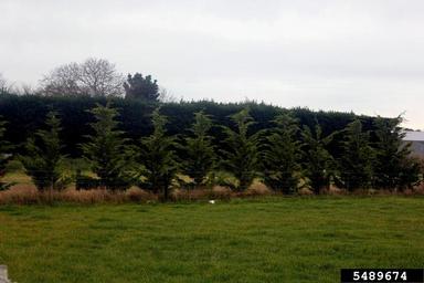 Monterey cypress, Cupressus macrocarpa  (Pinales: Cupressaceae) - 5489674