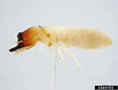 drywood termite, Cryptotermes dudleyi  (Isoptera: Rhinotermitidae) - 5489706