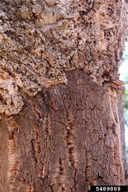 cork oak, Quercus suber  (Fagales: Fagaceae) - 5489869
