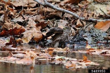 sharp-shinned hawk, Accipiter striatus  (Ciconiiformes: Accipitridae) - 5489950