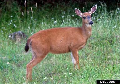 white-tailed deer, Odocoileus virginianus  (Artiodactyla: Cervidae) - 5490028