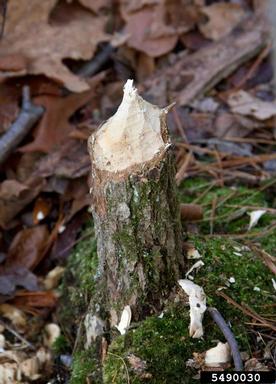 American beaver, Castor canadensis  (Rodentia: Castoridae) - 5490030