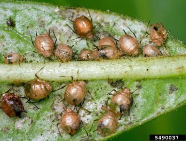 oleander aphid, Aphis nerii  (Hemiptera: Aphididae) - 5490037
