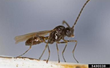 braconid wasps, Aphidius spp.  (Hymenoptera: Braconidae) - 5490038