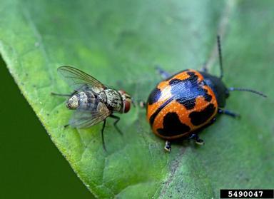 swamp milkweed leaf beetle, Labidomera clivicollis  (Coleoptera: Chrysomelidae) - 5490047