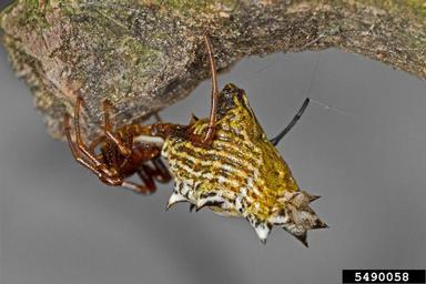 spined micrathena, Micrathena gracilis  (Araneae: Araneidae) - 5490058