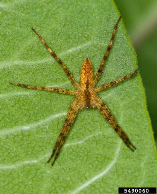 nursery web spiders, Pisaurina spp.  (Araneae: Pisauridae) - 5490060