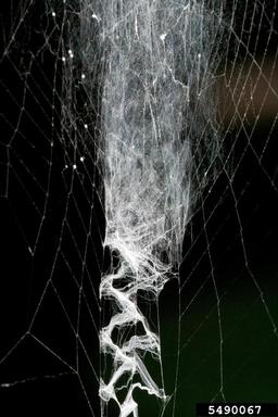 yellow garden spider, Argiope aurantia  (Araneae: Araneidae) - 5490067
