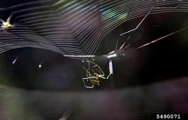 long-jawed orbweavers,    (Araneae: Tetragnathidae) - 5490071