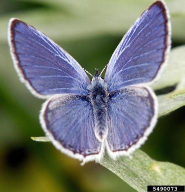 hairstreak butterfly,    (Lepidoptera: Lycaenidae) - 5490073