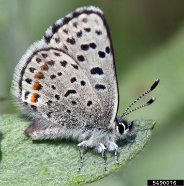 square-spotted bllue, Euphilotes battoides  (Lepidoptera: Lycaenidae) - 5490076