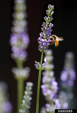 honey bee, Apis mellifera  (Hymenoptera: Apidae) - 5490085