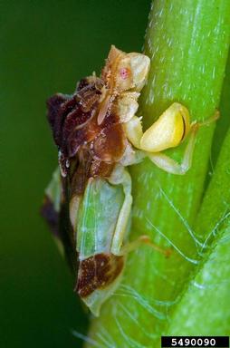 ambush bugs, Phymata spp.  (Hemiptera: Reduviidae) - 5490090