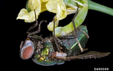 entomophagus fungi, Entomophthora muscae  (Entomophthorales: Entomophthoraceae) - 5490099