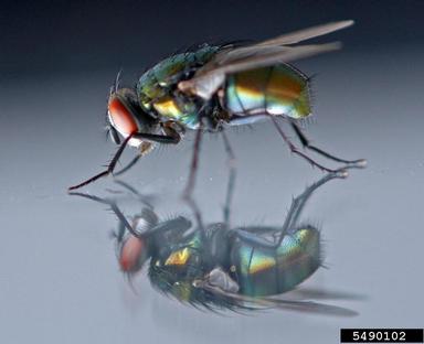 green bottle fly, Lucilia spp.  (Diptera: Calliphoridae) - 5490102