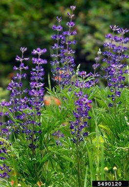 lupine, Lupinus spp.  (Fabales: Fabaceae (Leguminosae)) - 5490120