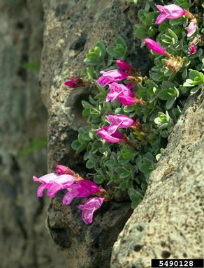 Davidson's penstemon, Penstemon davidsonii  (Scrophulariales: Scrophulariaceae) - 5490128
