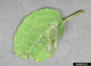 downy mildew (Plasmopara halstedii ) on orange coneflower (Rudbeckia fulgida ) - 5490510