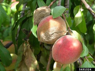 brown rot (Monilinia fructicola ) on peach (Prunus persica ) - 5491024