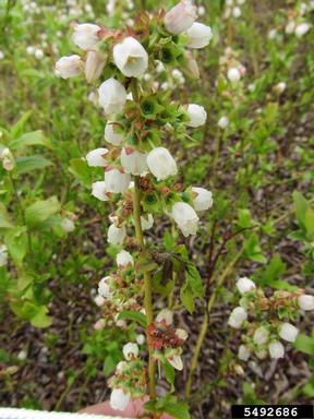 mummy berry (Monilinia vaccinii-corymbosi ) on lowbush blueberry (Vaccinium angustifolium ) - 5492686