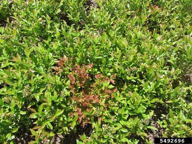 leaf and flower gall (Exobasidium vaccinii ) on lowbush blueberry (Vaccinium angustifolium ) - 5492696