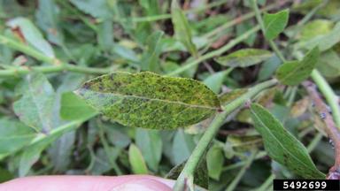 rust (Thekopsora minima ) on lowbush blueberry (Vaccinium angustifolium ) - 5492699