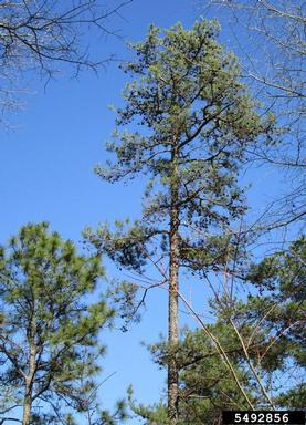 Phytophthora root rot (Phytophthora cinnamomi ) on shortleaf pine (Pinus echinata ) - 5492856