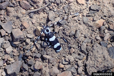 banded alder borer, Rosalia funebris  (Coleoptera: Cerambycidae) - 9000002