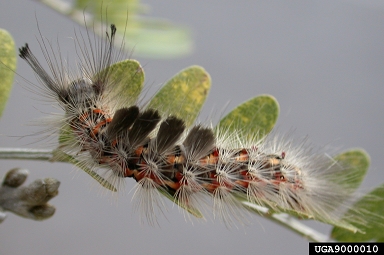 painted apple moth, Orgyia anartoides  (Lepidoptera: Lymantriidae) - 9000010