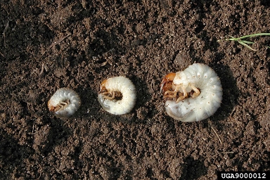 European chafer, Amphimallon majale  (Coleoptera: Scarabaeidae) - 9000012